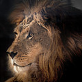 Lion King of the Jungle