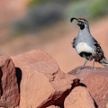 Gambels Quail one