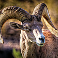Big Horn Sheep 1
