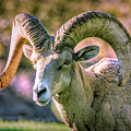 Bighorn Sheep 2