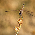 Dragonfly 2